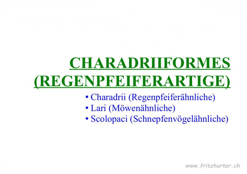 Charadriiformes (Regenpfeiferartige).jpg